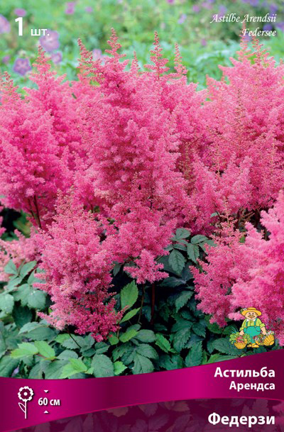 ������ ������ ���������� �������� ����� ��������� �������� ������� �������, 1 ��.   ����