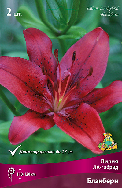 ������ ������ ���������� �������� ����� ��������� ����� ��-������ ��������, 2 ��.   ����