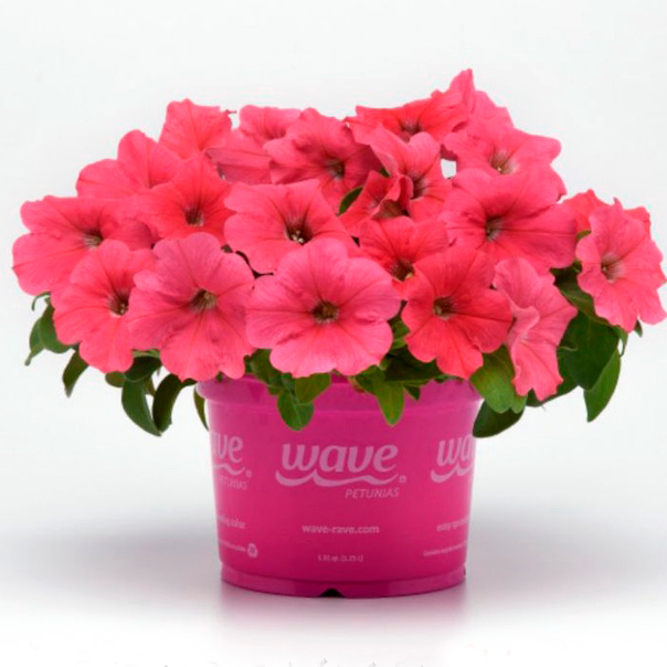 ������ ������ ������ SEEDSPOST ������� ��������� �3 ��� ���� (E3 Easy Wave)����� F1, 5 ����� PanAmerican ������� ������   ����