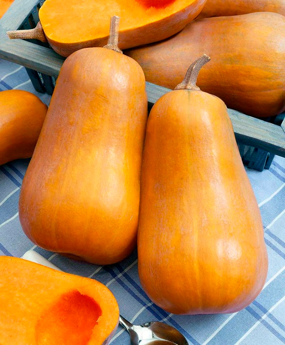 ������ ������ ������ ���� ������ ����� ��������, 6 ��.   ����