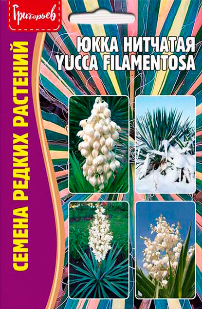 ������ ������ ������ ��������� ���� �������� (Yucca filamentosa), 15 ��. ������ ������ ��������   ����