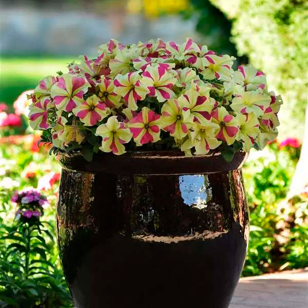 ������ ������ ������ SEEDSPOST ������� ��������������� ��������� ���� ������� F1, 5 ��. PanAmerican ������� ������   ����