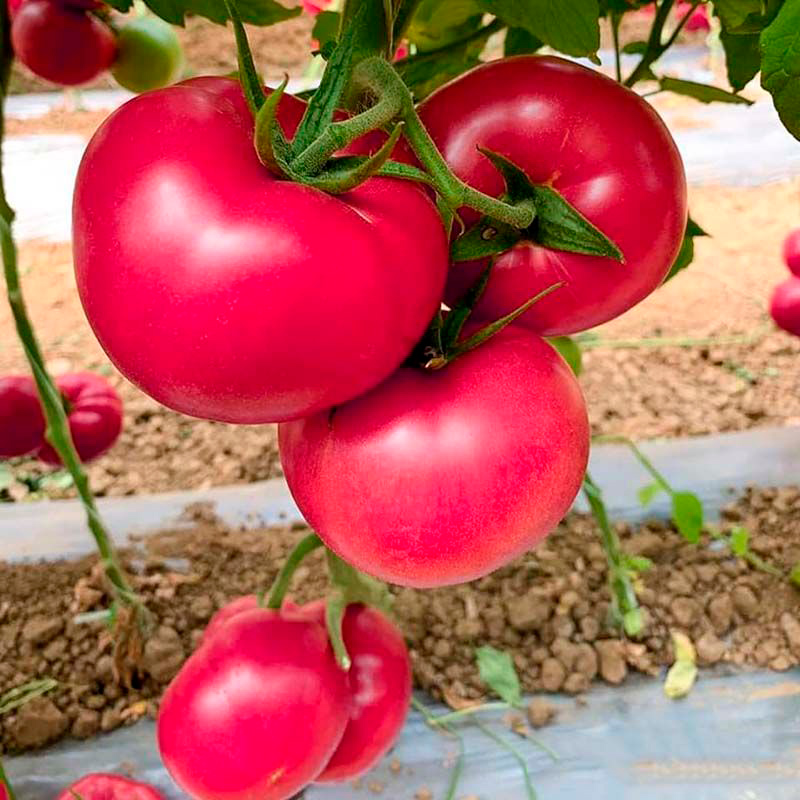 ������ ������ ������ SEEDSPOST ����� ���� ���� F1, 5 ��. Seminis ������� ������   ����