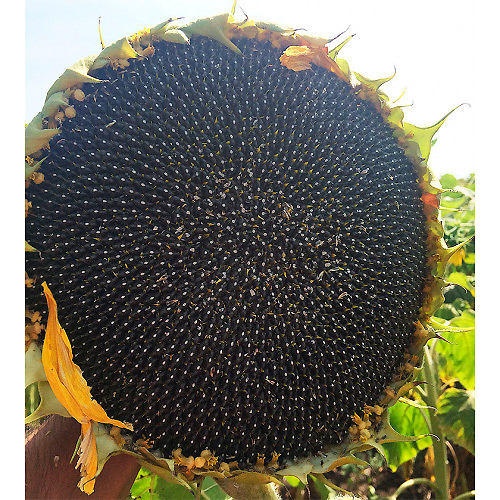 ������ ������ ������ ����� ������ ������������ ���, 10 ��.   ����