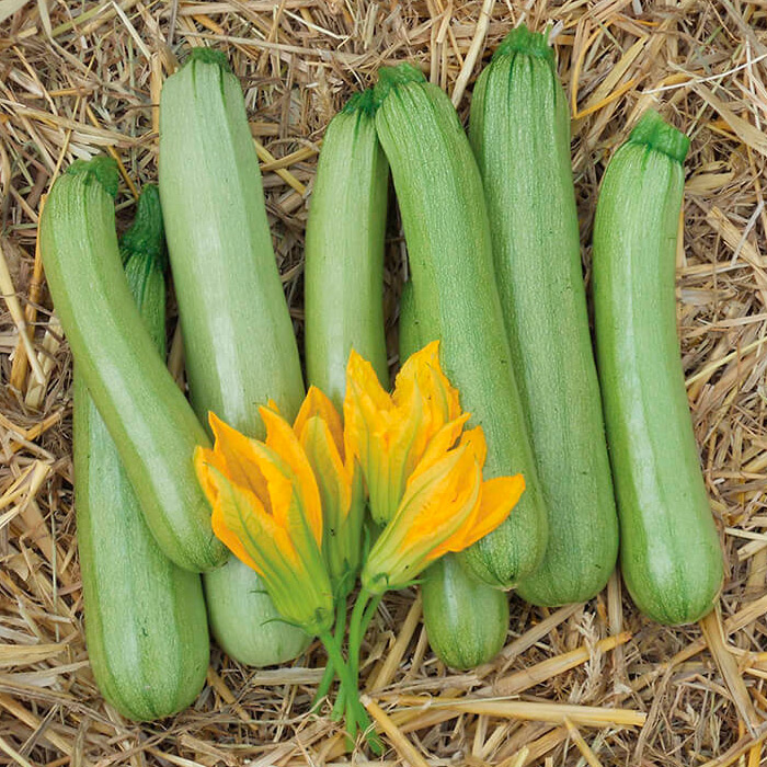 ������ ������ ������ SEEDSPOST ������� ������ F1, 5 ��. ������� ���� Nunhems   ����