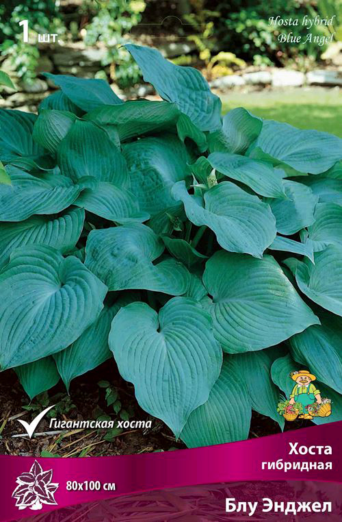 ������ ������ ���������� �������� ����� ��������� ����� ��������� ��� ������, 1 ��.   ����