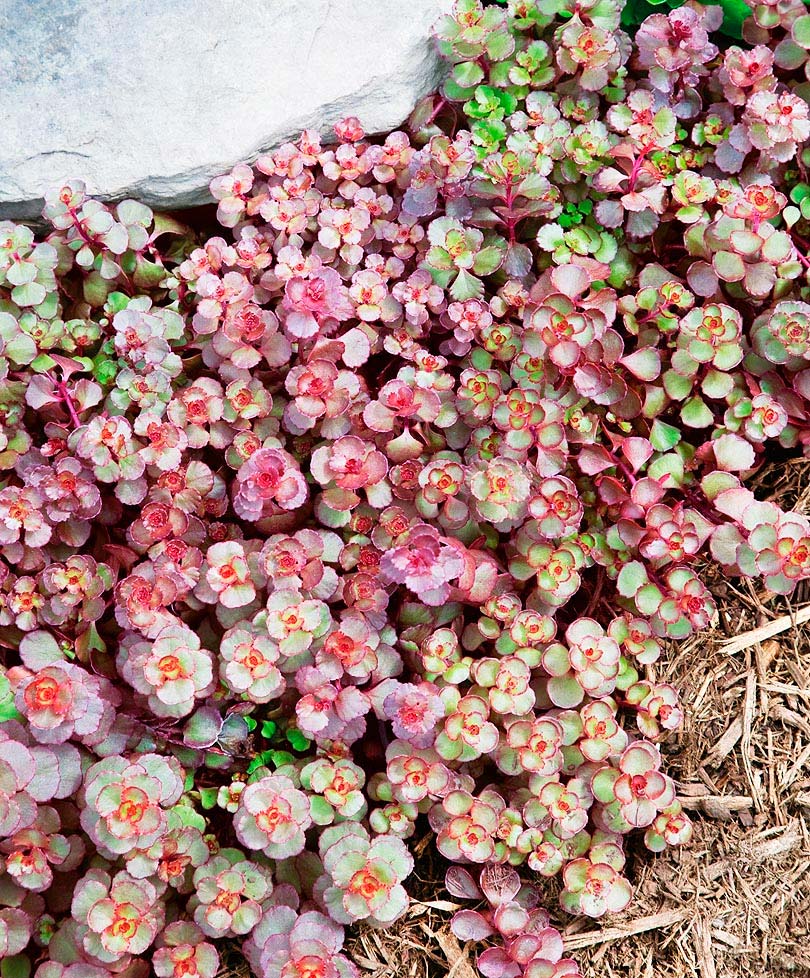 ������ ������ ������ ���� ������ ����� ����, 20 ��.   ����