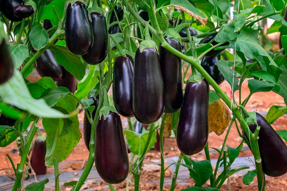 ������ ������ ������ SEEDSPOST �������� ���� F1, 5 ��. ������� ���� Sakata   ����