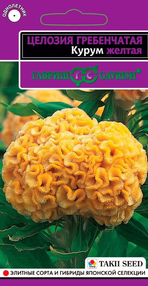 ������ ������ ������ ������ ������� ����������� ����� ������, 10 ��. Takii   ����