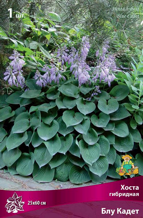 ������ ������ ���������� �������� ����� ��������� ����� ��������� ��� �����, 1 ��.   ����