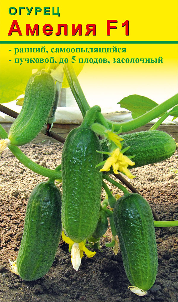 ������ ������ ������ ����� ������ ������ ������ F1, 10 ��.   ����