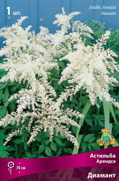 ������ ������ ���������� �������� ����� ��������� �������� ������� �������, 1 ��.   ����