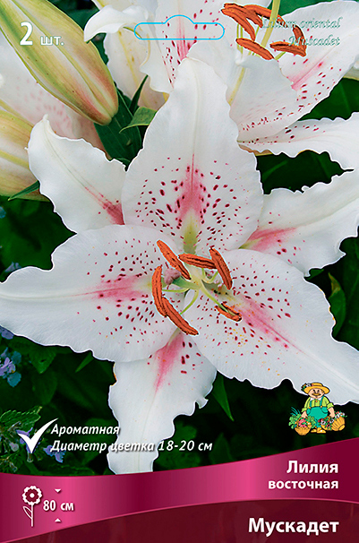 ������ ������ ���������� �������� ����� ��������� ����� ��������� ��������, 2 ��.   ����