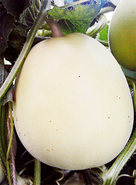 ������ ������ ������ ����� ������ ���� ���� F1, 5 ��.   ����