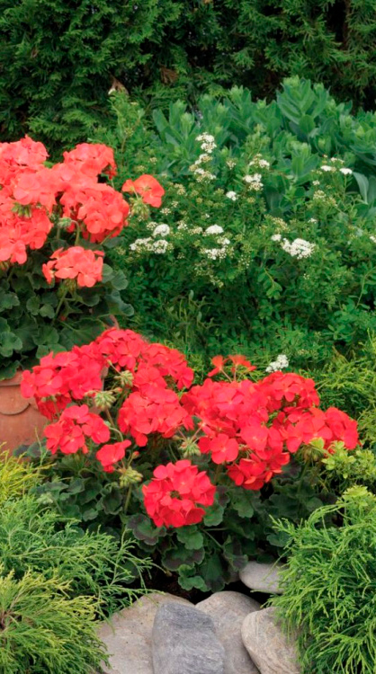 ������ ������ ������ SEEDSPOST ���������� ���������� ����� ������� ��� ��� F1, 5 ��. Syngenta ������� ������   ����