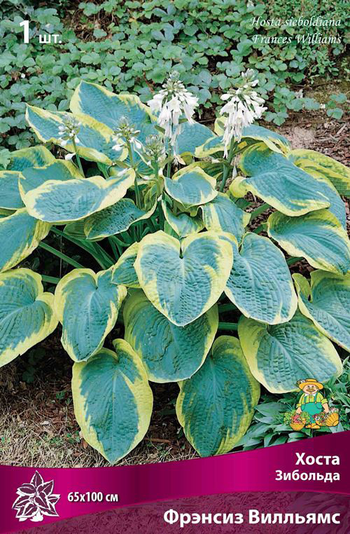 ������ ������ ���������� �������� ����� ��������� ����� �������� ������� ��������, 1 ��.   ����