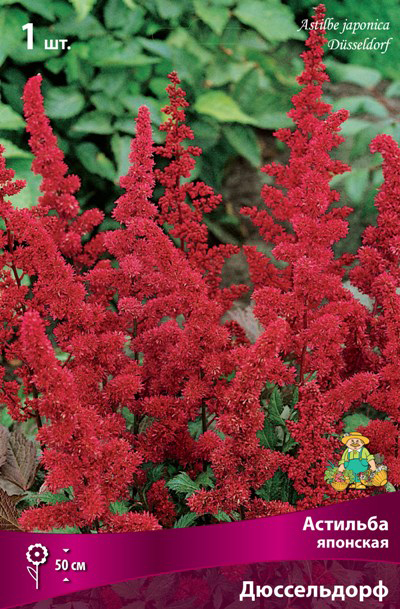 ������ ������ ���������� �������� ����� ��������� �������� �������� �����������, 1 ��.   ����