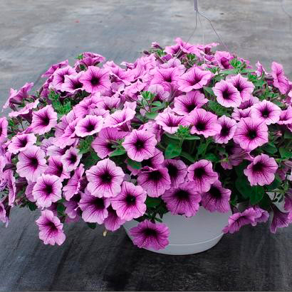 ������ ������ ������ SEEDSPOST ������� ��������� ��� ���� (Easy Wave) ���� ���� F1, 5 ��. PanAmerican ������� ������   ����