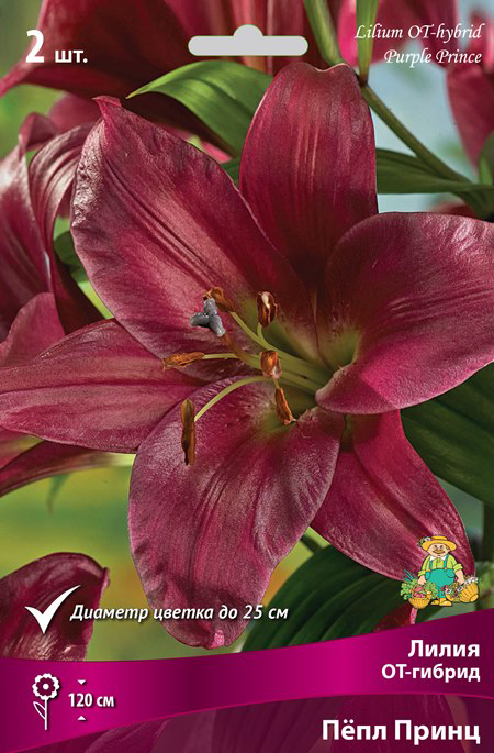 ������ ������ ���������� �������� ����� ��������� ����� ��-������ Ϩ�� �����, 2 ��.   ����