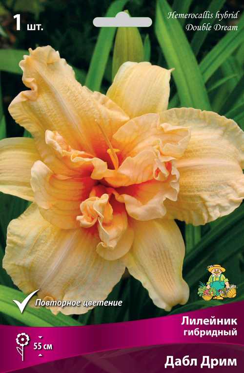 ������ ������ ���������� �������� ����� ��������� �������� ��������� ���� ����, 1 ��.   ����