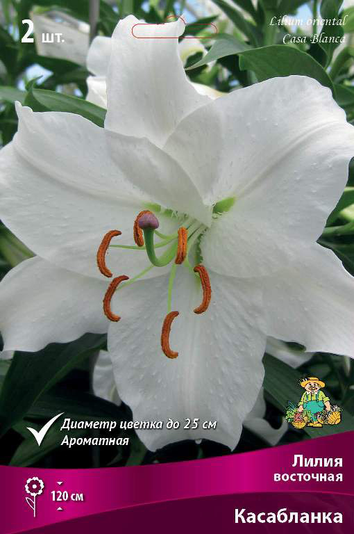 ������ ������ ���������� �������� ����� ��������� ����� ��������� ����������, 2 ��.   ����