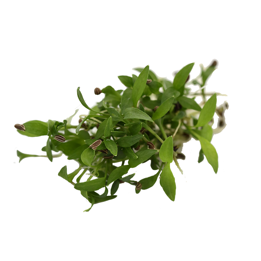 ������ ������ ������ Elite Seeds ����������� �������� �������� ���� ����, 20 � ���������������� ��������   ����