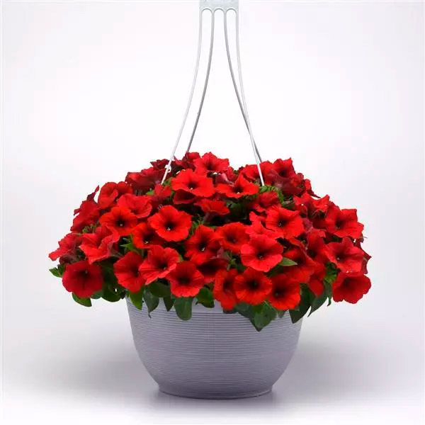 ������ ������ ������ SEEDSPOST ������� ��������� �3 ��� ���� (E3 Easy Wave) ��� F1, 5 ����� PanAmerican ������� ������   ����