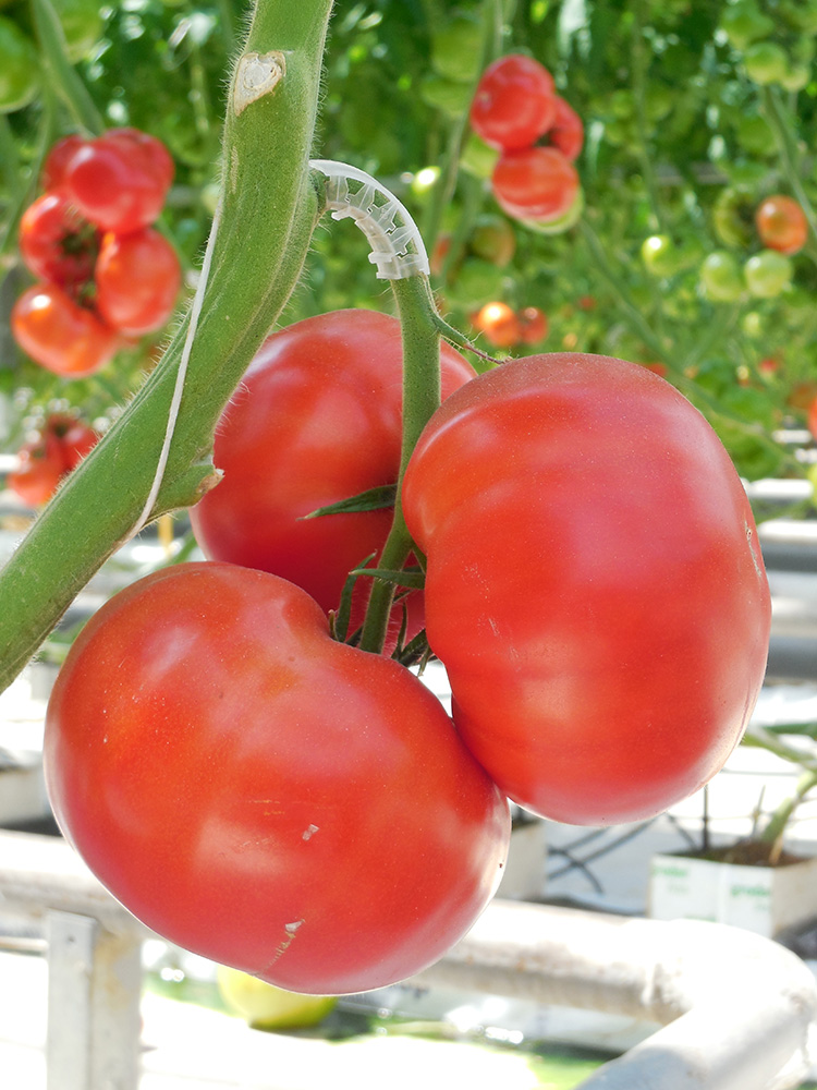 ������ ������ ������ Elite Seeds ����� ������ F1 ���� ����, 20 ��. ���������������� ��������   ����