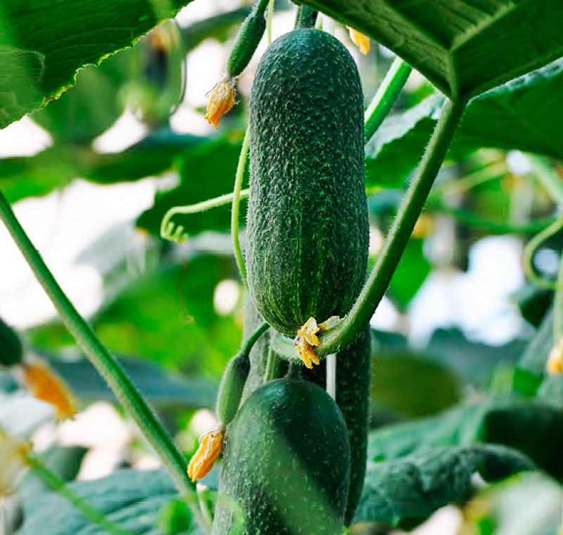 ������ ������ ������ ����� ������ ������ �������� F1, 10 ��.   ����