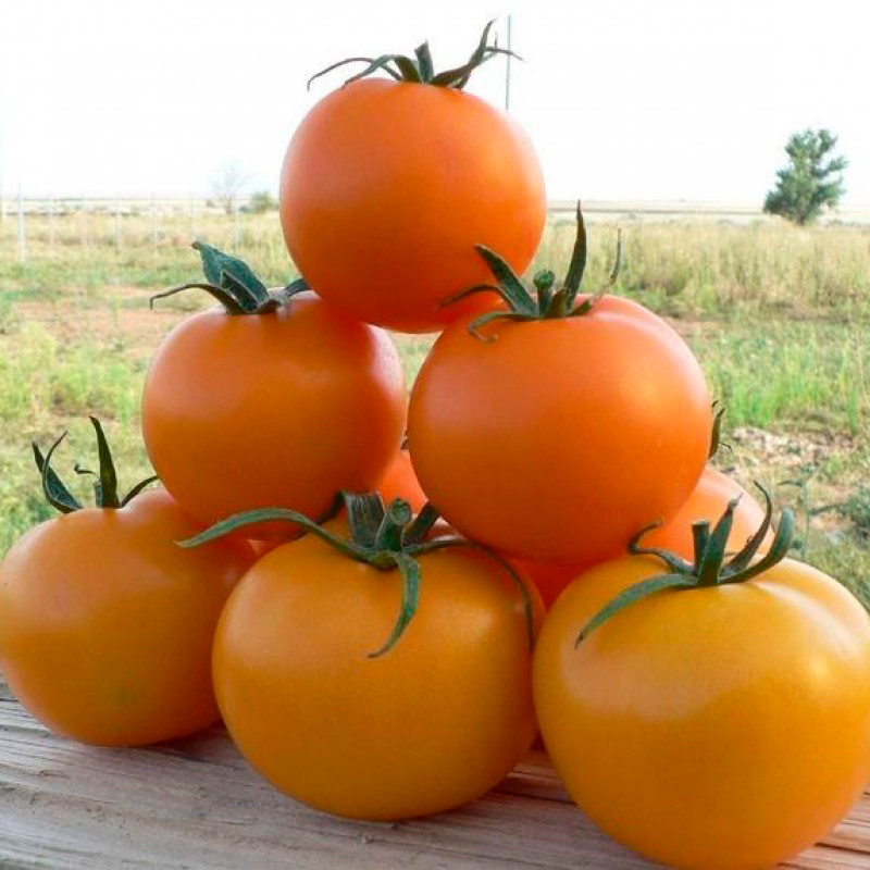 ������ ������ ������ SEEDSPOST ����� TI-169 F1, 5 ��. Enza Zaden ������� ������   ����