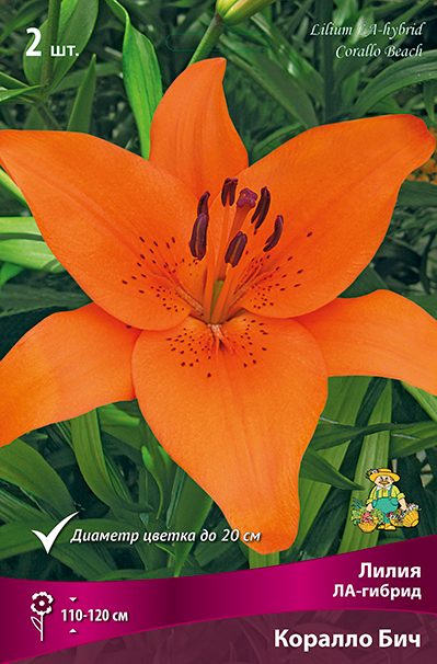 ������ ������ ���������� �������� ����� ��������� ����� ��-������ ������� ���, 2 ��.   ����