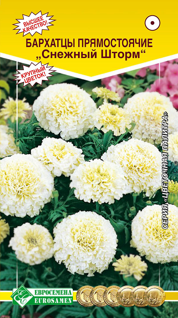 ������ ������ ������ ���������� �������� ������������ ������� �����, 10 ��.   ����