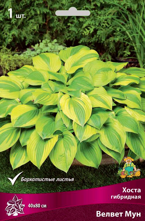 ������ ������ ���������� �������� ����� ��������� ����� ��������� ������ ���, 1 ��.   ����