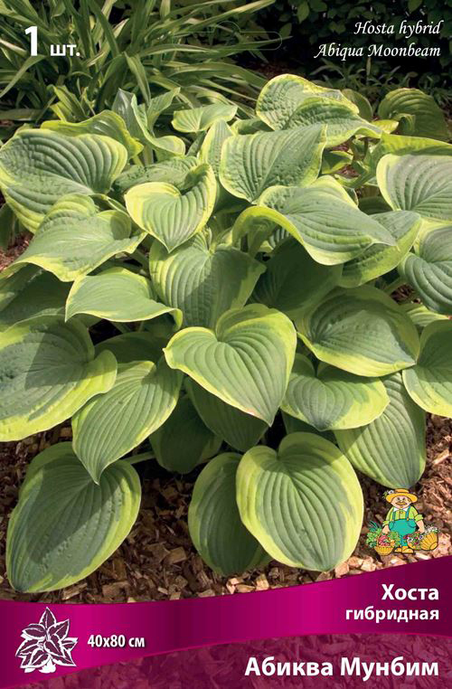 ������ ������ ���������� �������� ����� ��������� ����� ��������� ������ ������, 1 ��.   ����