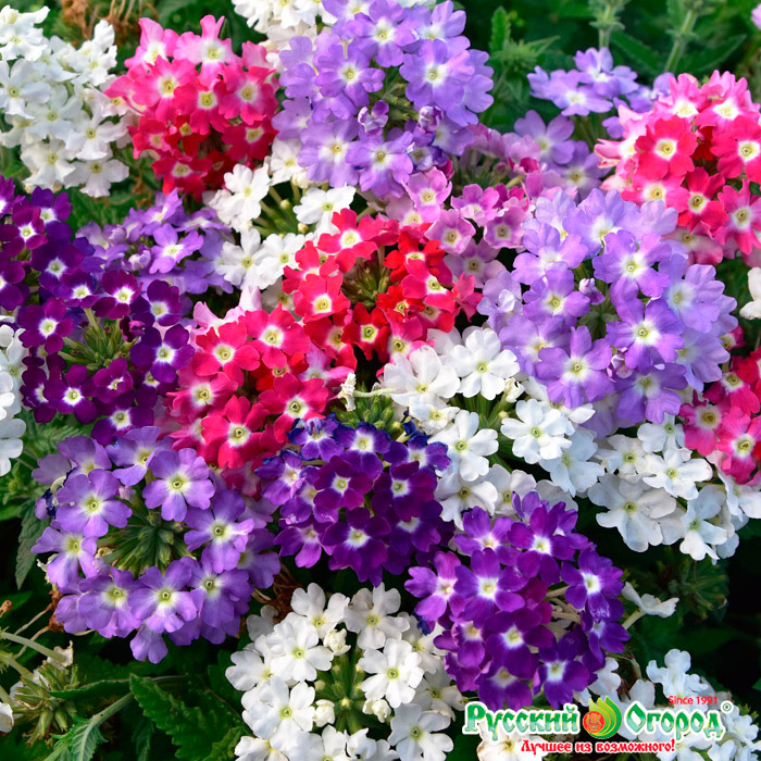 ������ ������ ������ ������� ������ ������� ������ ����, 15 ��.   ����