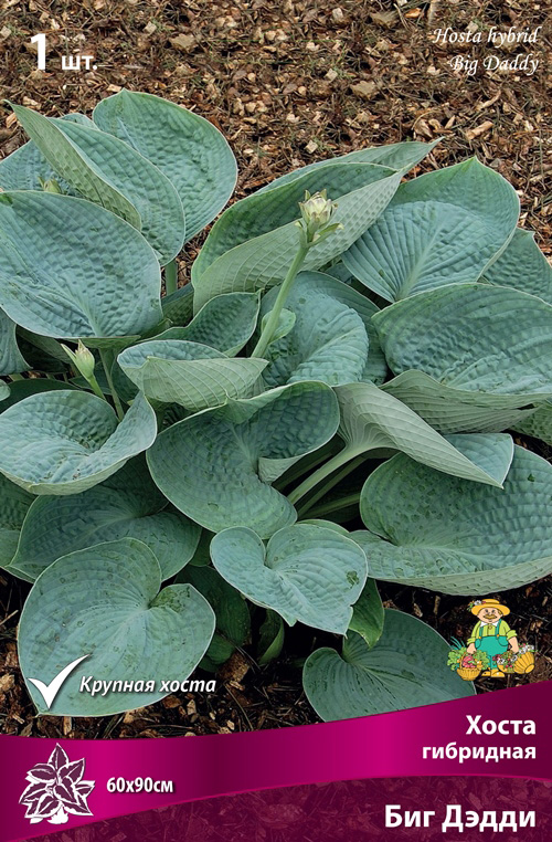 ������ ������ ���������� �������� ����� ��������� ����� ��������� ��� �����, 1 ��.   ����