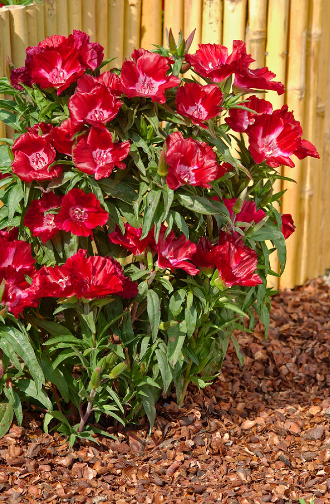 ������ ������ ������ ���������� ������� ��������������� ������ ��������, 0,1 � ������ ������� ��������   ����