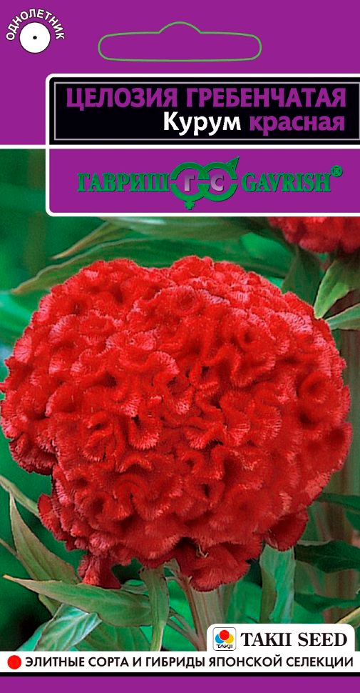 ������ ������ ������ ������ ������� ����������� ����� �������, 10 ��. Takii   ����