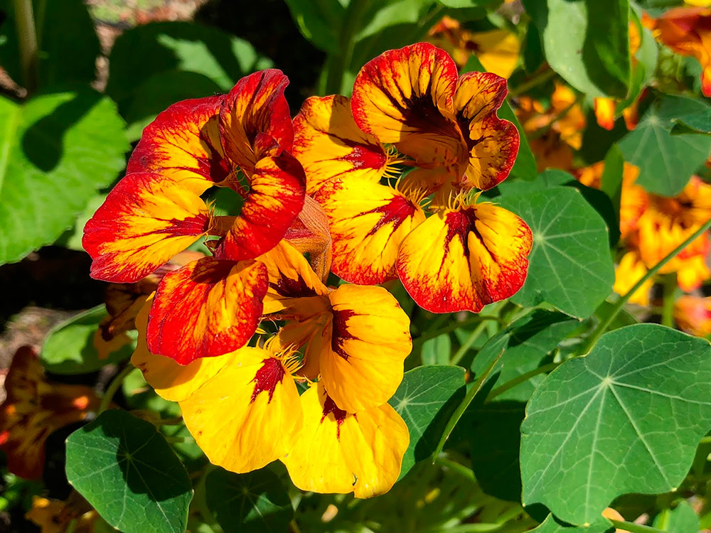 ������ ������ ������ ���������� ��������� �������� ����, 7 ��. ������� ���������   ����