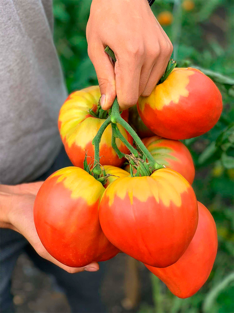 ������ ������ ������ ���� ������ ����� ���� ����, 5 ��.   ����