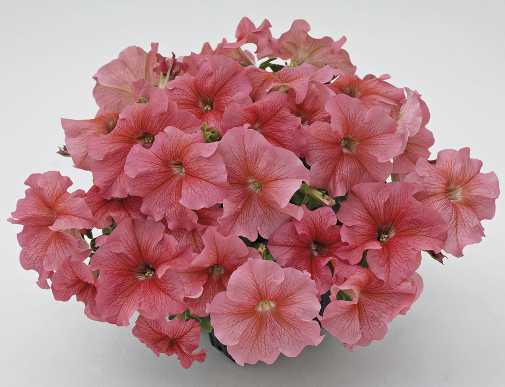 ������ ������ ������ ���������� ������� ��������������� ������� 360 ������ ���� F1, 10 ����� Benary   ����