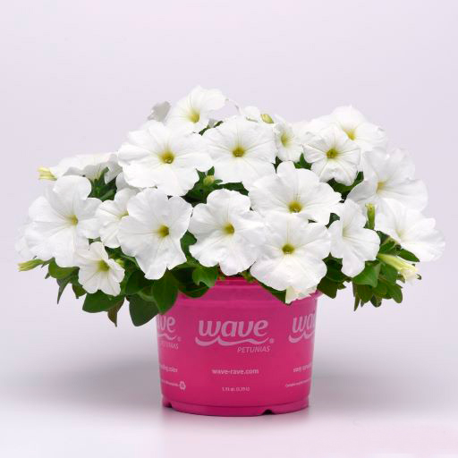 ������ ������ ������ SEEDSPOST ������� ��������� �3 ��� ���� (E3 Easy Wave) ���� F1, 5 ����� PanAmerican ������� ������   ����