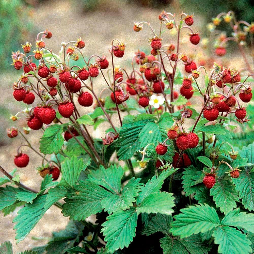 ������ ������ ������ ���� ������ ��������� ������, 0,1 �   ����