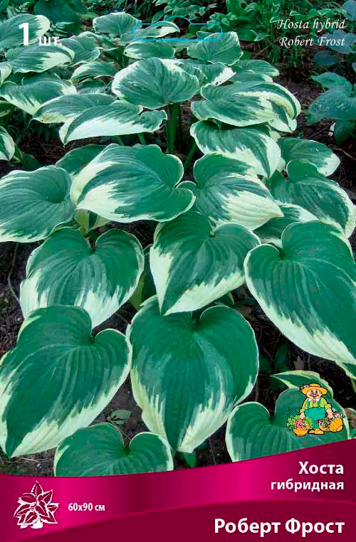 ������ ������ ���������� �������� ����� ��������� ����� ��������� ������ �����, 1 ��.   ����