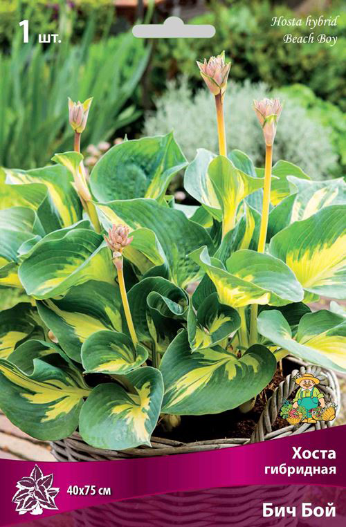 ������ ������ ���������� �������� ����� ��������� ����� ��������� ��� ���, 1 ��.   ����