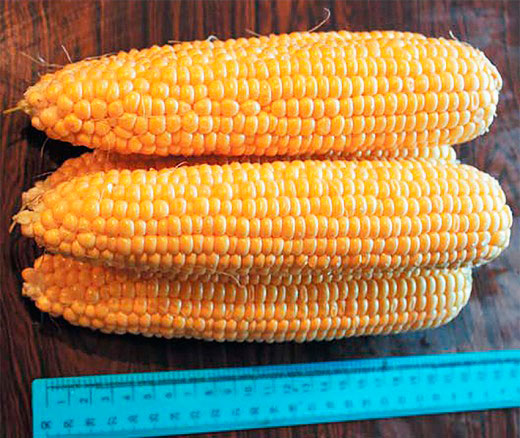 ������ ������ ������ ����� ������ �������� �������� ��� F1, 15 ��.   ����