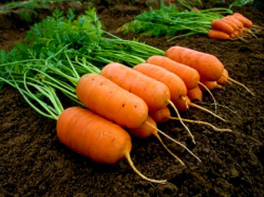 ������ ������ ������ ����� ������ ������� ���� F1, 0,5 �   ����