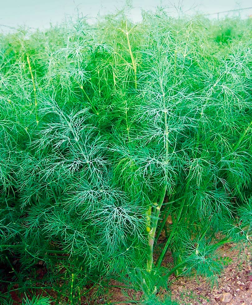 ������ ������ ������ ���� ������ ����� ��������, 1 �   ����