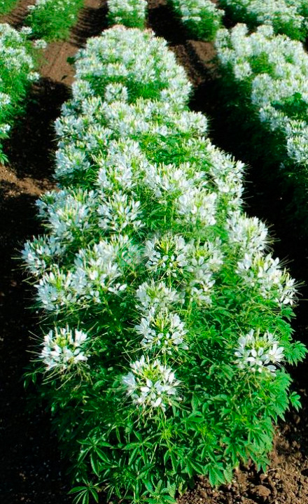 ������ ������ ������ SEEDSPOST ������ ����������� ������� 2.0 ���� F1, 10 ��. Syngenta ������� ������   ����