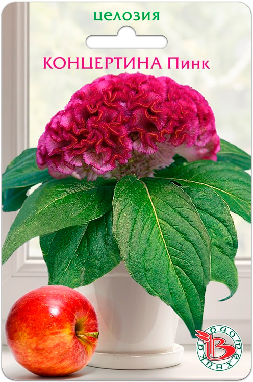 ������ ������ ������ ���������� ������� ��������� ���������� ����, 8 ��.   ����